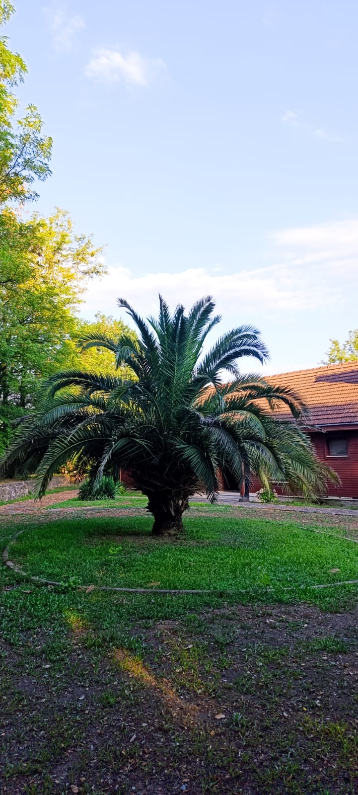 Arifiye